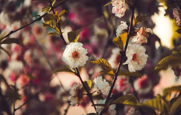Цвет, Цветок, Растение, Растения, Flower, Flowers, Color, Flora