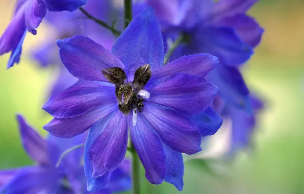 Цветы, растение, паутина, лепестки