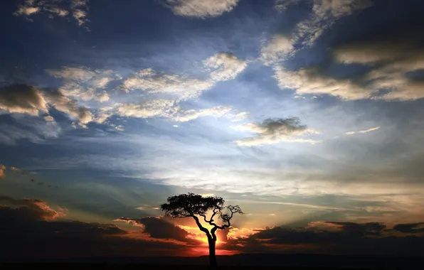 Картинка облака, закат, дерево