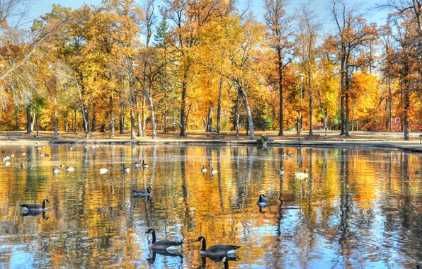 Картинка вода, деревья, птицы, пруд, листва, осень. парк