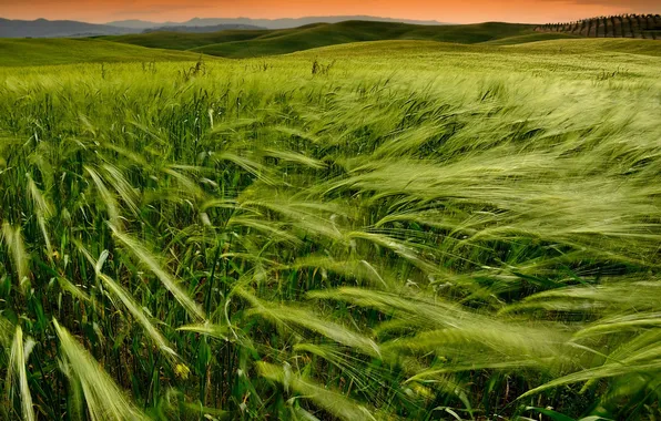 Пшеница, поле, закат, природа