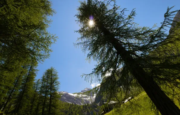 Картинка деревья, горы, блики, Солнце, Швейцария