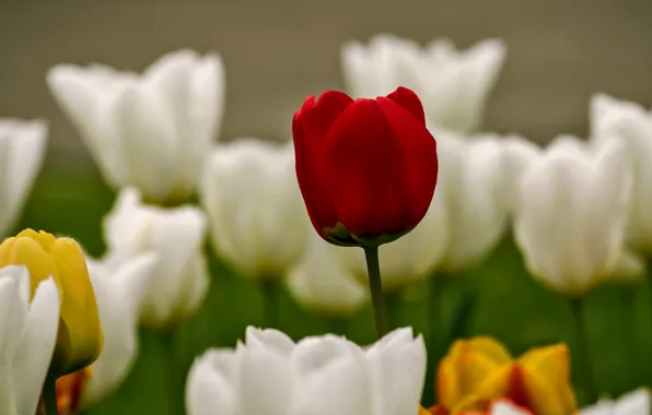 Картинка цветы, природа, весна, тюльпаны