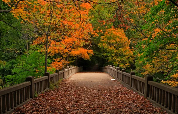 Картинка осень, лес, листья, деревья, мост, природа, парк, вид
