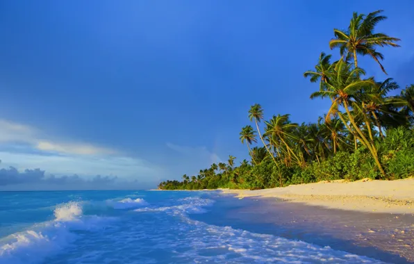 Картинка пальмы, берег, Мальдивы