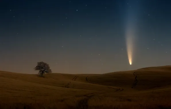 Картинка поле, небо, звезды, дерево, комета, sky, field, stars