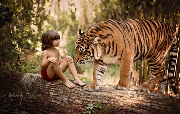 Картинка природа, тигр, дерево, животное, хищник, мальчик, ствол, бревно