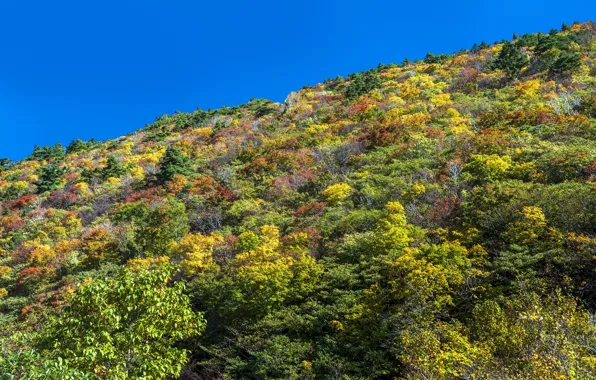 Фото, Природа, Осень, Япония, Кусты, Холмы, Hakone Komagatake Ropeway
