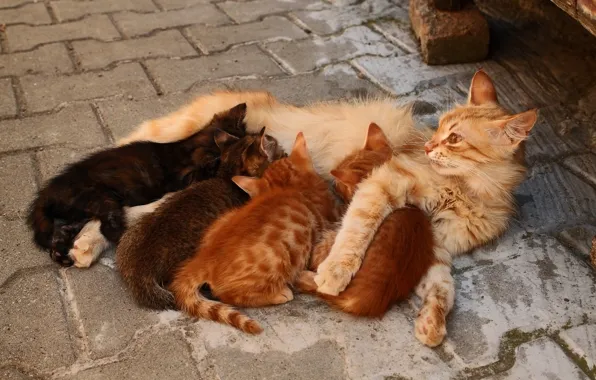 Кошка, кошки, котенок, улица, плитка, семья, двор, котята