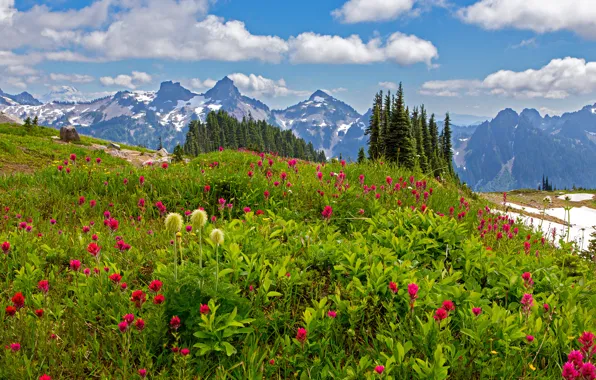Картинка трава, облака, деревья, цветы, горы, камни, Вашингтон, США