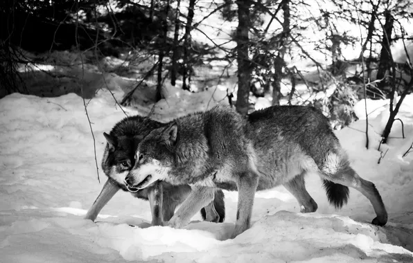 Картинка nature, predator, animal, wolf, wildlife, portrait, portrait., Canis lupus. face