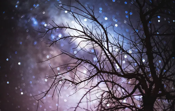 Картинка небо, звезды, ночь, ветки, дерево, боке