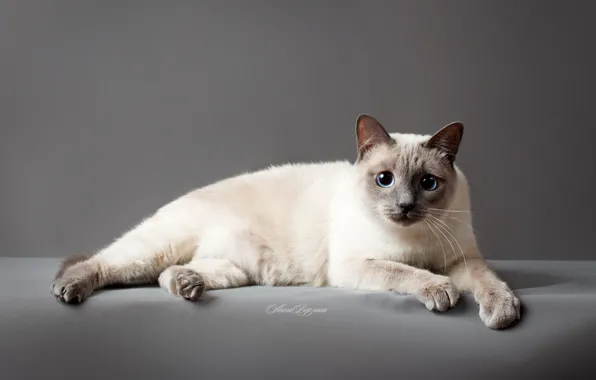 Кошка, глаза, кот, серый фон, тайский кот, тайская кошка