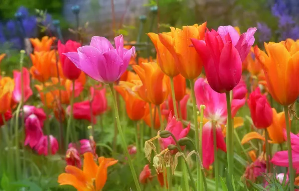 Картинка капли, цветы, оранжевый, яркие, весна, стебель, тюльпаны, розовые