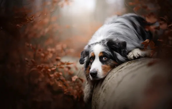 Картинка осень, взгляд, собака, бревно, Австралийская овчарка, Аусси