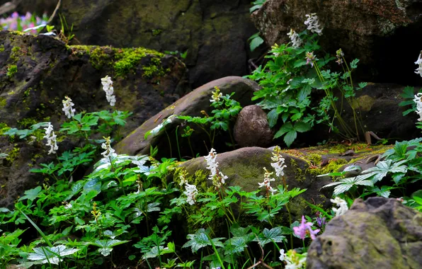Flower, stones, plant