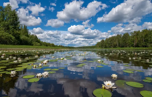 ЛЕС, ВОДА, НЕБО, ОБЛАКА, ЗЕЛЕНЬ, ЛИЛИИ, ДЕРЕВЬЯ, фотограф Роман Горячий