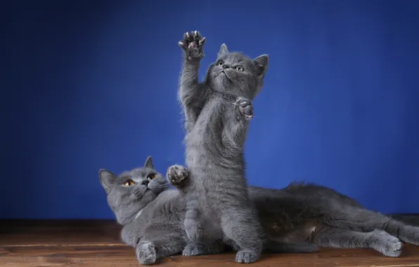 Кошка, кошки, поза, котенок, игра, лапки, малыш, мама