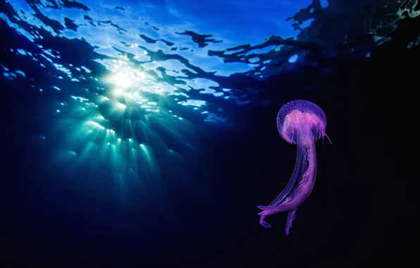Море, темный фон, медуза, подводный мир