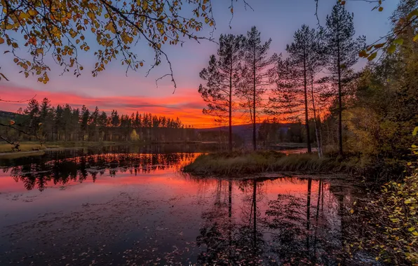 Картинка осень, листья, деревья, закат, ветки, Норвегия, речка, Jorn Allan Pedersen