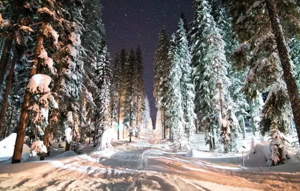 Зима, Ночь, Снег, Лес, Winter, Night, Snow, Snow trees