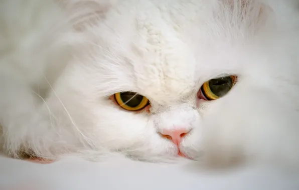 Кошка, глаза, кот, взгляд, мордочка, Персидская кошка