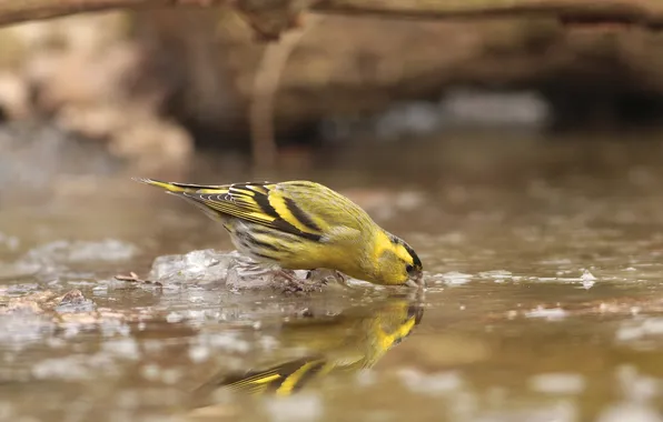 Лед, вода, птица, весна, пьет, чиж