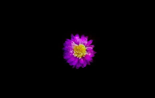 Flower, nature, night, macro, day, color, december
