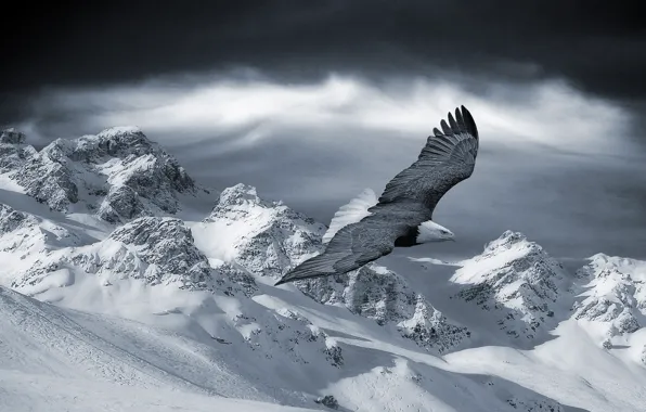 Картинка зима, снег, полет, горы, орел