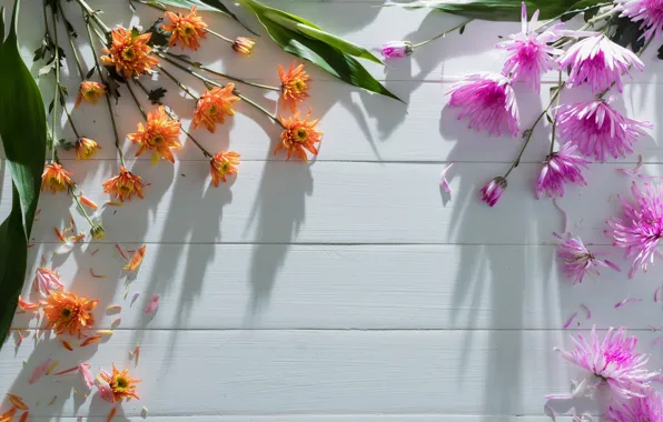 Цветы, colorful, хризантемы, heart, flowers, romantic