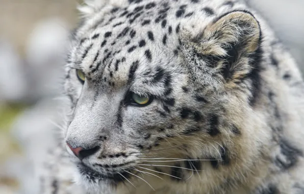 Картинка кошка, морда, ирбис, снежный барс, котёнок, ©Tambako The Jaguar