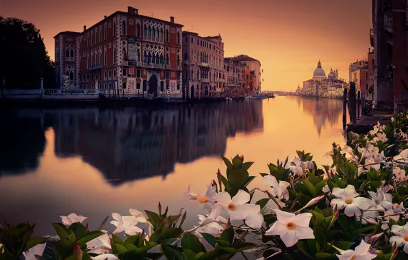 Цветы, город, venecia