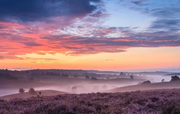 Природа, туман, утро