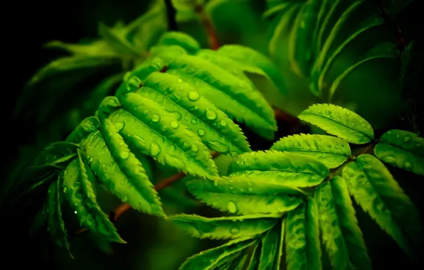 Картинка макро, природа, лист, зеленый, green, nature, macro, leaf