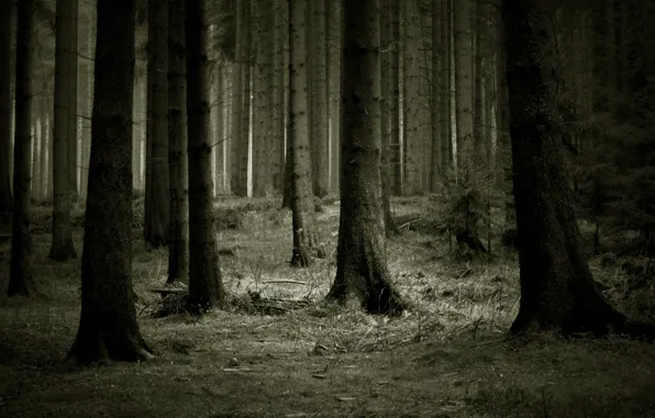 Лес, деревья, темно