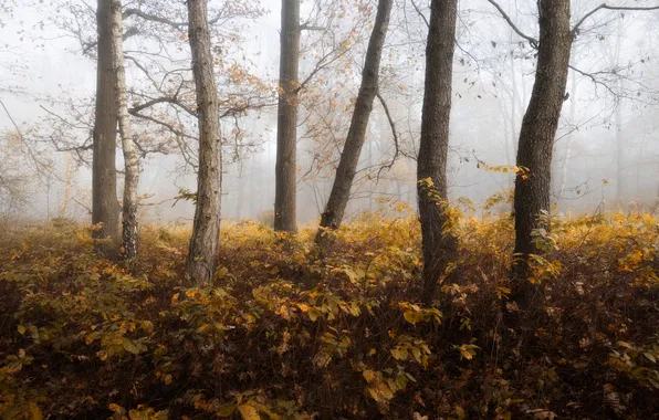 Осень, лес, деревья, ветки, природа, туман, парк, заросли