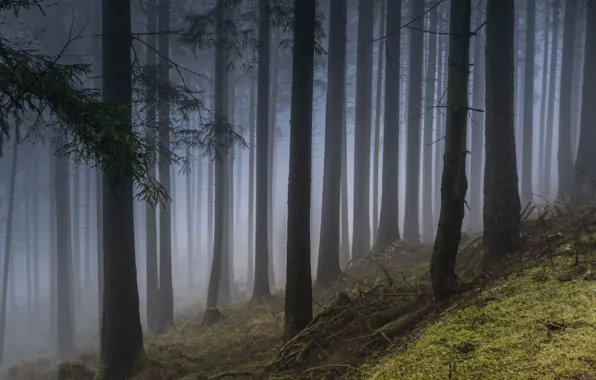 Лес, деревья, природа, туман