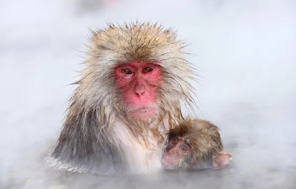 Природа, фон, Japan, Nagano, Snow monkey
