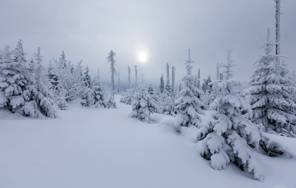 Зима, лес, солнце, снег, природа, елки, дымка