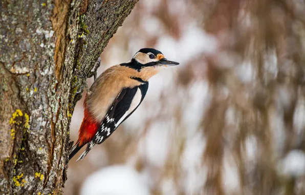 Птица, дятел, bird, размытый фон, woodpecker, ствол дерева, blurred background, tree trunk