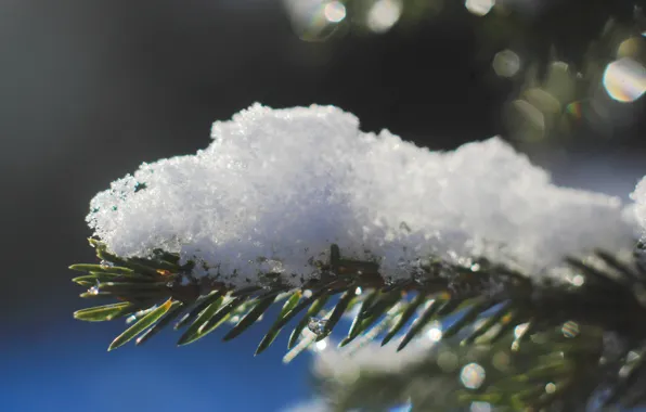 White, winter, snow, cold, twig