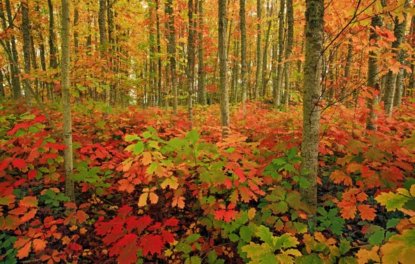 Картинка осень, лес, трава, листья, деревья, краски, кусты