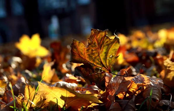 Картинка осень, макро, листва, много