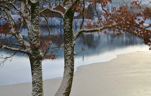 Картинка зима, листья, снег, река, дерево