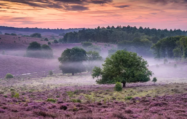 Деревья, туман, рассвет, утро, Нидерланды, Netherlands, вереск, Национальный парк Велювезом