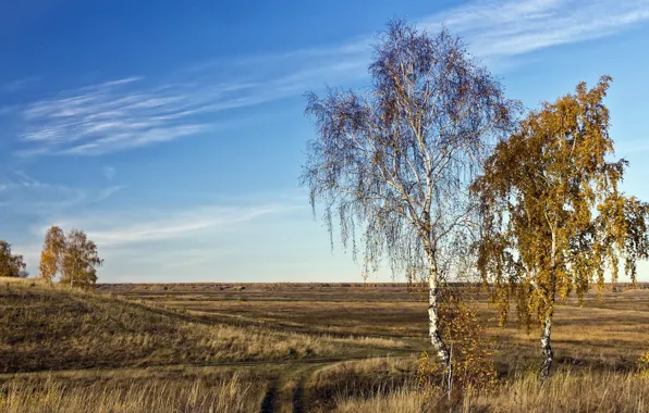 Небо, Природа, Поле, Осень, Берёза, Берёзы