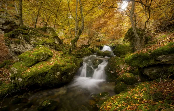 Осень, лес, деревья, ветки, камни, листва, водопад, поток