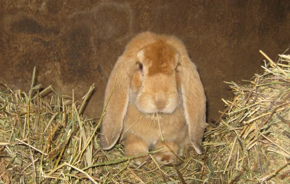 Rabbit, macro, Animals