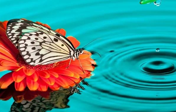 Картинка вода, капли, бабочка, гербера