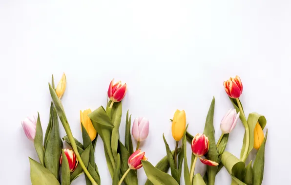Цветы, colorful, тюльпаны, fresh, flowers, tulips, spring, multicolored
